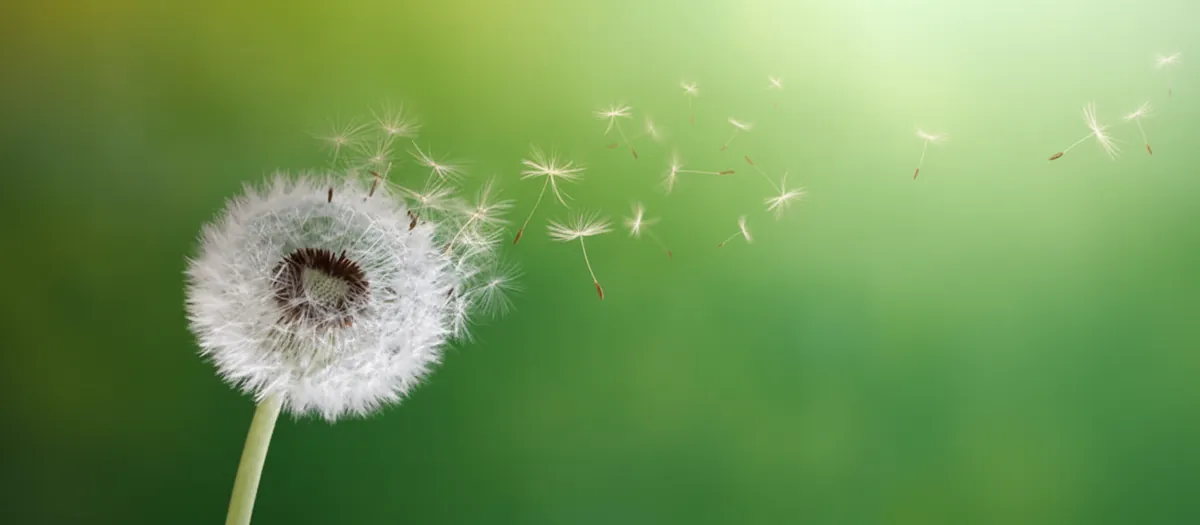 Pusteblume im Sommerlicht – Symbol für Leichtigkeit